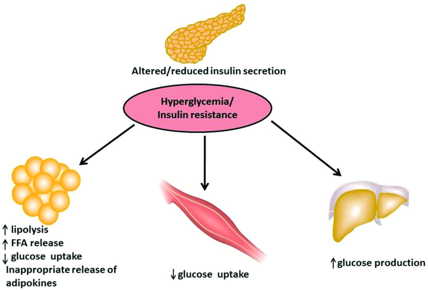 Physiology and Pathophysiology of Diabetes