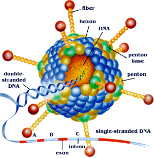 Viral Oncology